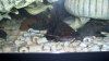 Mr Marbles 6-15-13 - 5.JPG