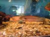 atabapo II pike cichlid 3.JPG
