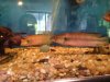atabapo II pike cichlid 2.JPG