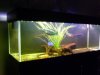 180g-pleuro.tank-02.jpg