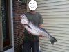 striper 2.jpg