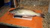 catfish 1.jpg