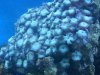 zoa - blue death.jpg
