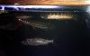 240g.old.grp.02.jpg