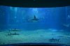 osaka-aquarium-kaiyukan.jpg