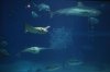 osaka-aquarium-kaiyukan.jpg