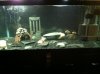 ImageUploadedByMonsterAquariaNetwork1372355281.529326.jpg
