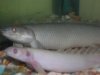 DSCN1235.JPG