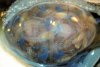 ovary-stained-follicles-small.jpg