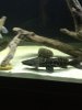 ImageUploadedByMonsterAquariaNetwork1372816399.833390.jpg