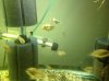 ImageUploadedByMonsterAquariaNetwork1373231377.398782.jpg