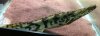ImageUploadedByMonsterAquariaNetwork1373326209.564467.jpg ImageUploadedByMonsterAquariaNetwork1373326209.564467.jpg