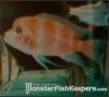 albino frontosa.jpg