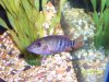 Fishes 3 279.jpg Fishes 3 279.jpg