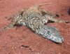 770px-Perentie_Lizard_Perth_Zoo_SMC_Spet_2005.jpg 770px-Perentie_Lizard_Perth_Zoo_SMC_Spet_2005.jpg