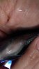 ImageUploadedByMonsterAquariaNetwork1374120490.582802.jpg