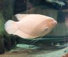 Aquarium-13.jpg