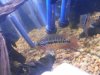 fish 147.JPG