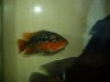 fish 160.JPG