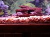 new fish 7-13 065.jpg