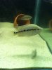 fish update number 2 094.JPG fish update number 2 094.JPG