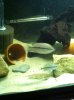 fish update number 2 102.JPG fish update number 2 102.JPG