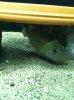 fish update number 2 117.JPG fish update number 2 117.JPG