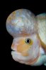 amphilophus_citrinellus.jpg