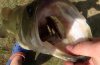 ImageUploadedByMonsterAquariaNetwork1374550784.013881.jpg