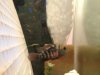 ImageUploadedByMonsterAquariaNetwork1375026740.554836.jpg