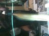ImageUploadedByMonsterAquariaNetwork1375300814.200617.jpg