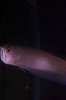 ImageUploadedByMonsterAquariaNetwork1375300876.973355.jpg