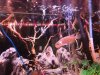 ImageUploadedByMonsterAquariaNetwork1375495372.111071.jpg
