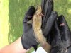 catfish2.JPG catfish2.JPG