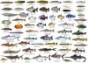 Monster fish II - US.jpg
