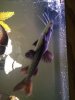 ImageUploadedByMonsterAquariaNetwork1376134250.020473.jpg