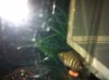ImageUploadedByMonsterAquariaNetwork1376178735.982121.jpg