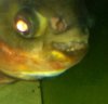 ImageUploadedByMonsterAquariaNetwork1376183595.956516.jpg