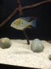 Acarichthys Heckelii (1).JPG
