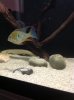 Acarichthys Heckelii (2).JPG