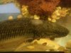 bichir.jpg