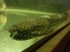 bichir 4.jpg