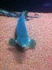ImageUploadedByMonsterAquariaNetwork1376931426.532278.jpg
