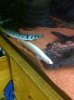 ImageUploadedByMonsterAquariaNetwork1376931665.709910.jpg ImageUploadedByMonsterAquariaNetwork1376931665.709910.jpg