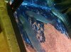 ImageUploadedByMonsterAquariaNetwork1376932468.365693.jpg ImageUploadedByMonsterAquariaNetwork1376932468.365693.jpg