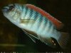 Labeotropheus Fuelleborni  (Makanjila).jpg