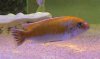Labeotropheus Fuelleborni White Belly Chilumba.jpg