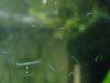 planaria_67a.jpg