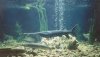 2ft-paddlefish.jpg