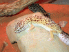 Leopard-Gecko-Pair.gif